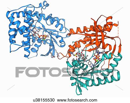 Clipart - Adenylyl cyclase enzyme molecule. Fotosearch