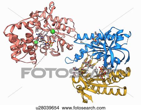 Adenylyl cyclase enzyme molecule View Large Illustration Stock Illustration - Adenylyl cyclase enzyme molecule. Fotosearch