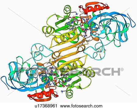 Clip Art - Alcohol dehydrogenase molecule. Fotosearch