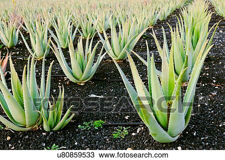 Drawing - Aloe vera farm. Fotosearch