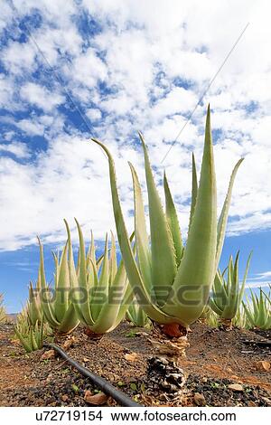 Aloe vera farm View Large Illustration Stock Illustration - Aloe vera farm. Fotosearch