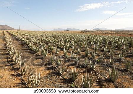 Stock Illustration - Aloe vera farm. Fotosearch
