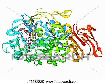 Amylase, molecular model View Large Illustration Clipart - Amylase, molecular model. Fotosearch