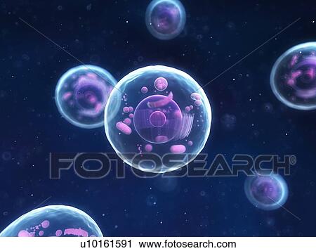 Clip Art - Animal cells, artwork. Fotosearch