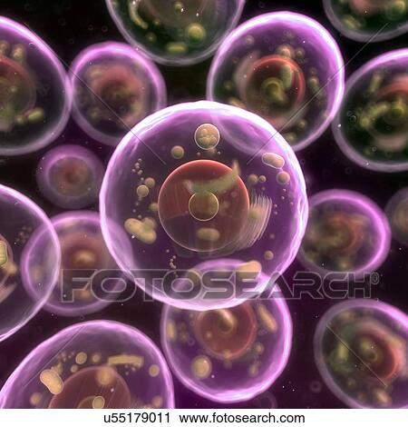 Animal cells, artwork View Large Illustration Clip Art - Animal cells, artwork. Fotosearch