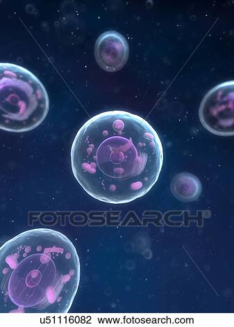 Drawing - Animal cells, artwork. Fotosearch