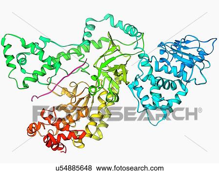 Stock Illustration - Anthrax lethal factor molecule. Fotosearch