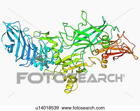 Anthrax protective antigen molecule View Large Illustration Stock Illustration - Anthrax protective antigen molecule. Fotosearch