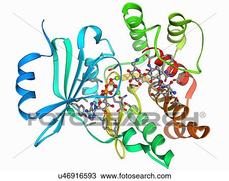 Drawing - Antibiotic resistance enzyme molecule. Fotosearch
