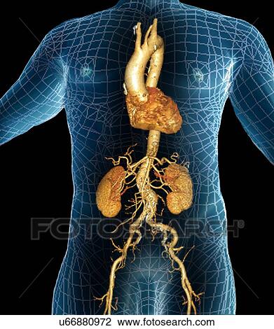 Drawing - Aorta, 3D CT scan. Fotosearch