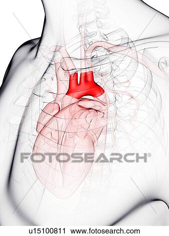 Aortic arch, artwork View Large Illustration Clip Art - Aortic arch, artwork. Fotosearch