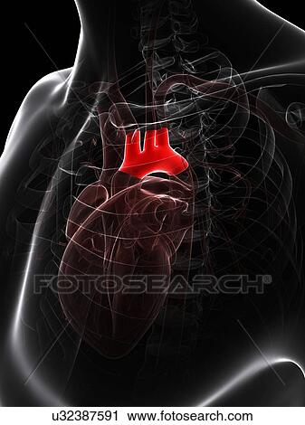 Aortic arch, artwork View Large Illustration Clip Art - Aortic arch, artwork. Fotosearch