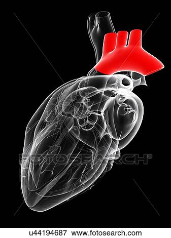 Aortic arch, artwork View Large Illustration Stock Illustration - Aortic arch, artwork. Fotosearch