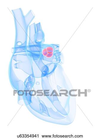 Clip Art - Aortic valve, artwork. Fotosearch