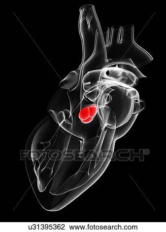 Aortic valve, artwork View Large Illustration Drawing - Aortic valve, artwork. Fotosearch