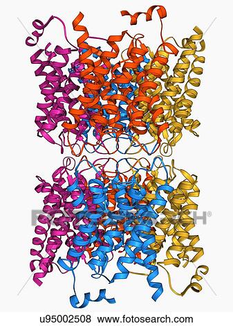 Aquaporin membrane protein View Large Illustration Stock Illustration - Aquaporin membrane protein. Fotosearch