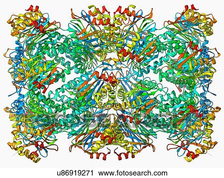 Archaeon enzyme, molecular model View Large Illustration Clip Art - Archaeon enzyme, molecular model. Fotosearch