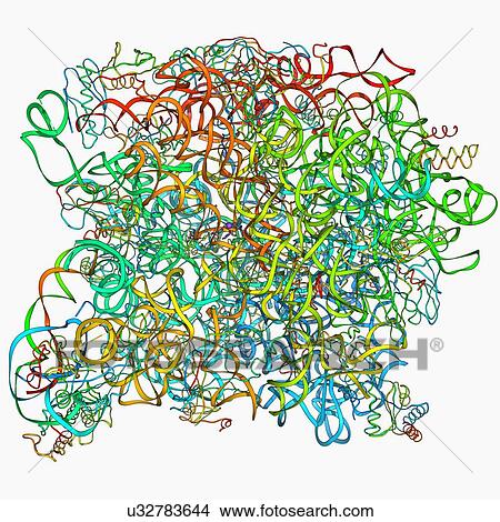 Archaeon ribosome, molecular model View Large Illustration Stock Illustration - Archaeon ribosome, molecular model. Fotosearch