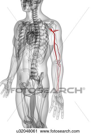 Clip Art - Arm arteries, artwork. Fotosearch
