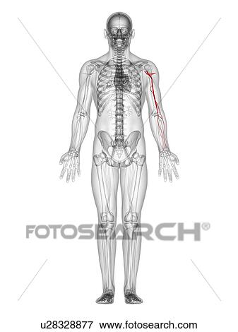 Stock Illustration - Arm arteries, artwork. Fotosearch