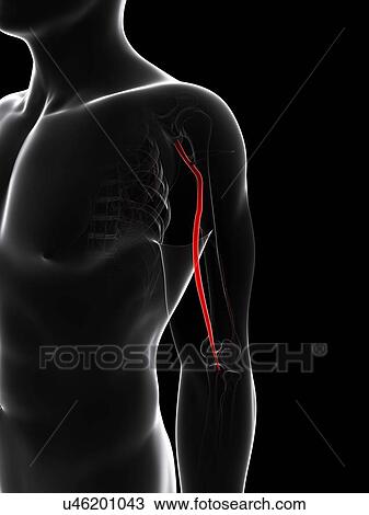Arm artery, artwork View Large Illustration Drawing - Arm artery, artwork. Fotosearch