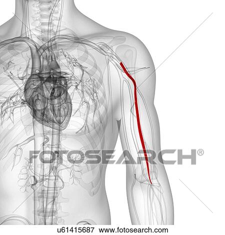 Stock Illustration - Arm artery, artwork. Fotosearch