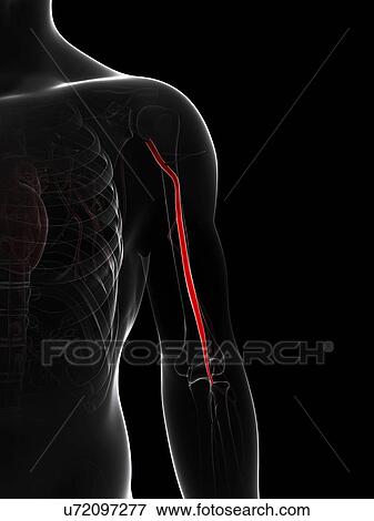 Arm artery, artwork View Large Illustration Stock Illustration - Arm artery, artwork. Fotosearch