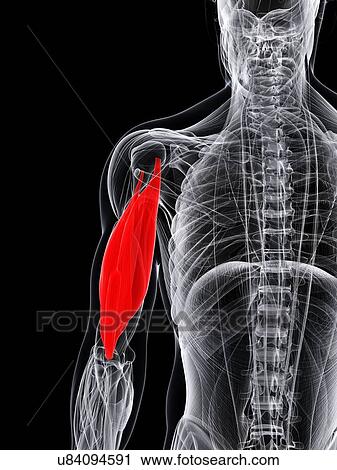 Arm muscle, artwork View Large Illustration Clip Art - Arm muscle, artwork. Fotosearch