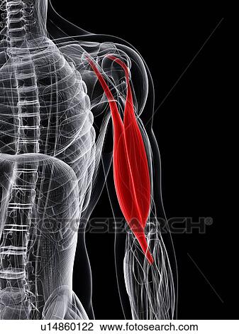 Drawing - Arm muscle, artwork. Fotosearch