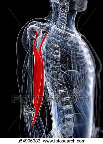 Drawing - Arm muscle, artwork. Fotosearch