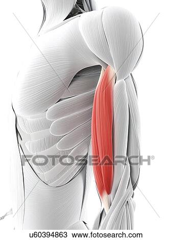 Drawing - Arm muscle, artwork. Fotosearch