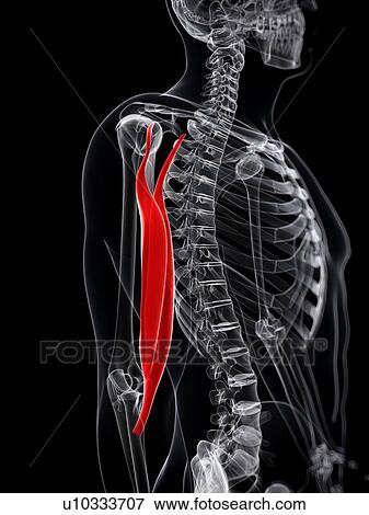 Arm muscle, artwork View Large Illustration Stock Illustration - Arm muscle, artwork. Fotosearch