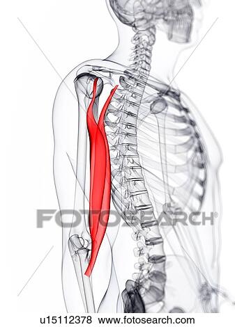 Arm muscle, artwork View Large Illustration Stock Illustration - Arm muscle, artwork. Fotosearch