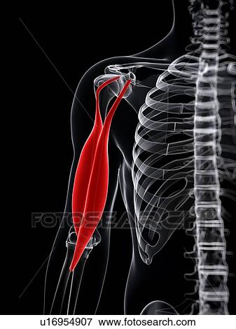 Arm muscle, artwork View Large Illustration Stock Illustration - Arm muscle, artwork. Fotosearch