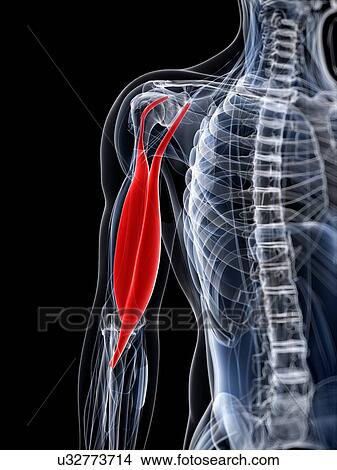 Stock Illustration - Arm muscle, artwork. Fotosearch