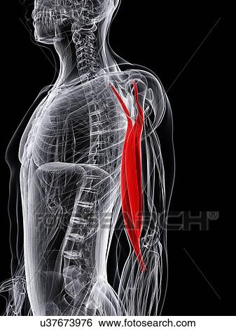 Arm muscle, artwork View Large Illustration Stock Illustration - Arm muscle, artwork. Fotosearch