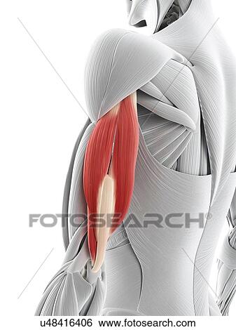 Stock Illustration - Arm muscle, artwork. Fotosearch