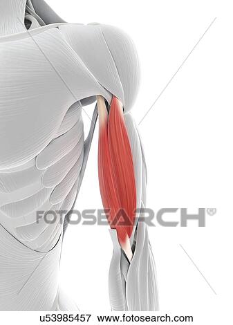 Arm muscle, artwork View Large Illustration Stock Illustration - Arm muscle, artwork. Fotosearch