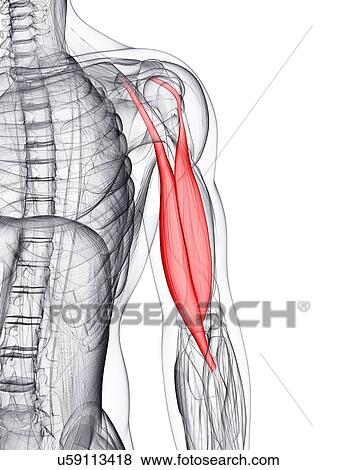 Arm muscle, artwork View Large Illustration Stock Illustration - Arm muscle, artwork. Fotosearch