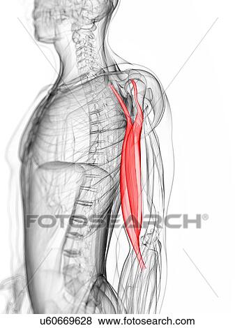 Arm muscle, artwork View Large Illustration Stock Illustration - Arm muscle, artwork. Fotosearch