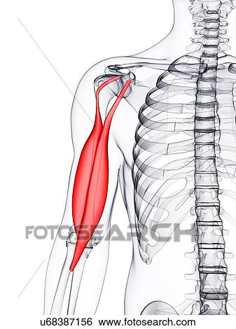 Stock Illustration - Arm muscle, artwork. Fotosearch