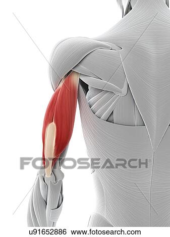 Arm muscle, artwork View Large Illustration Stock Illustration - Arm muscle, artwork. Fotosearch