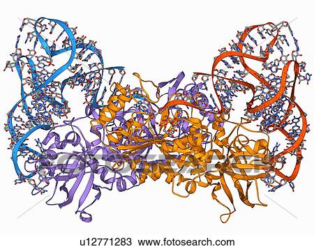 Aspartyl-tRNA synthetase molecule View Large Illustration Drawing - Aspartyl-tRNA synthetase molecule. Fotosearch