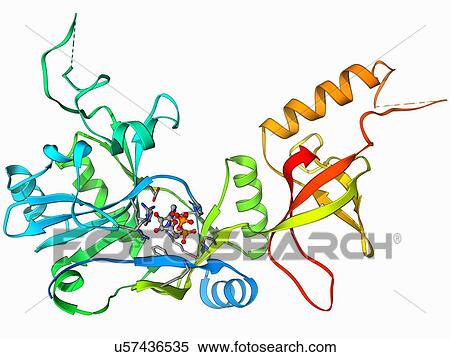 Stock Illustration - ATP-dependent DNA ligase molecule. Fotosearch