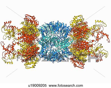 Stock Illustration - ATP-dependent protease molecule. Fotosearch