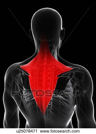 Clip Art - Back muscle, artwork. Fotosearch