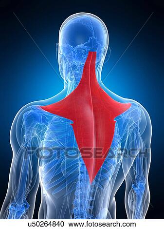 Back muscle, artwork View Large Illustration Clipart - Back muscle, artwork. Fotosearch