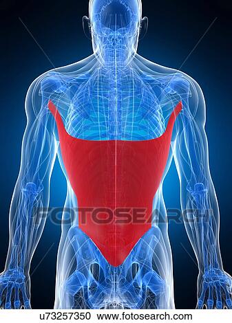 Back muscle, artwork View Large Illustration Clipart - Back muscle, artwork. Fotosearch
