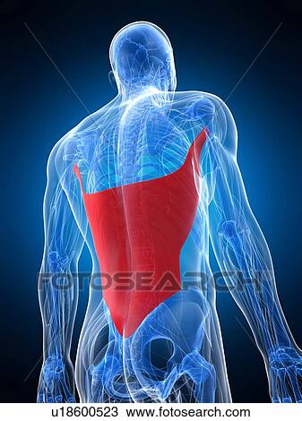 Back muscle, artwork View Large Illustration Drawing - Back muscle, artwork. Fotosearch