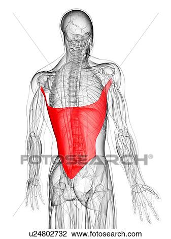 Drawing - Back muscle, artwork. Fotosearch